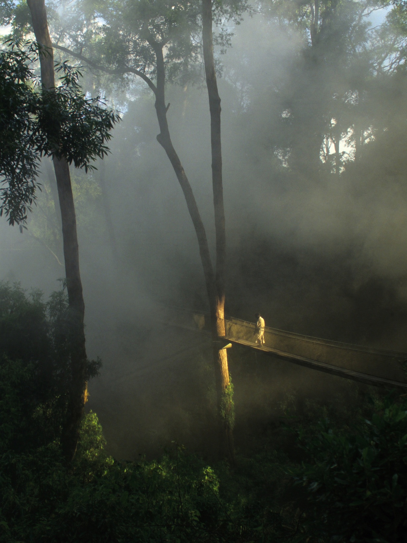 Canopy Expedition